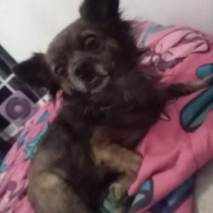 Meet your Posher, Brandy